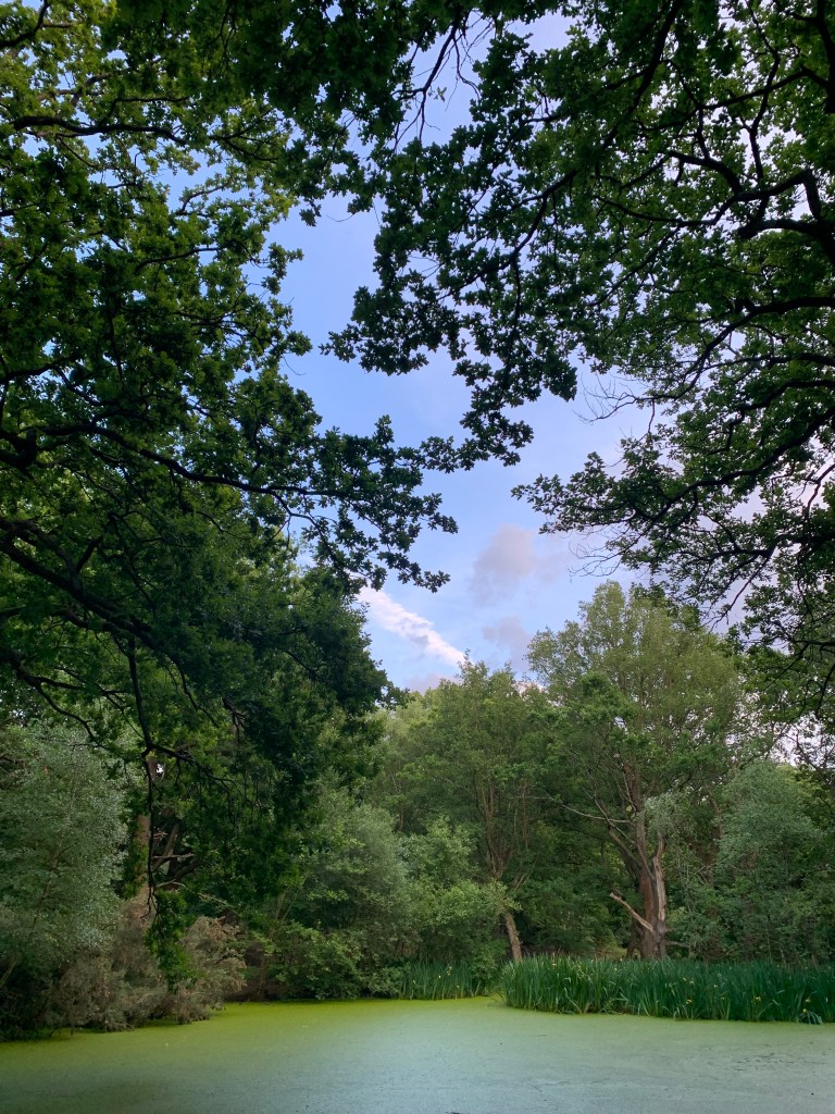 A pond at Hampstead Heath (Sandy Heath)